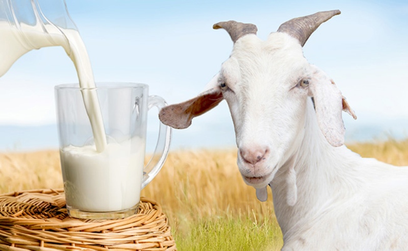 Goat_Milk_Market