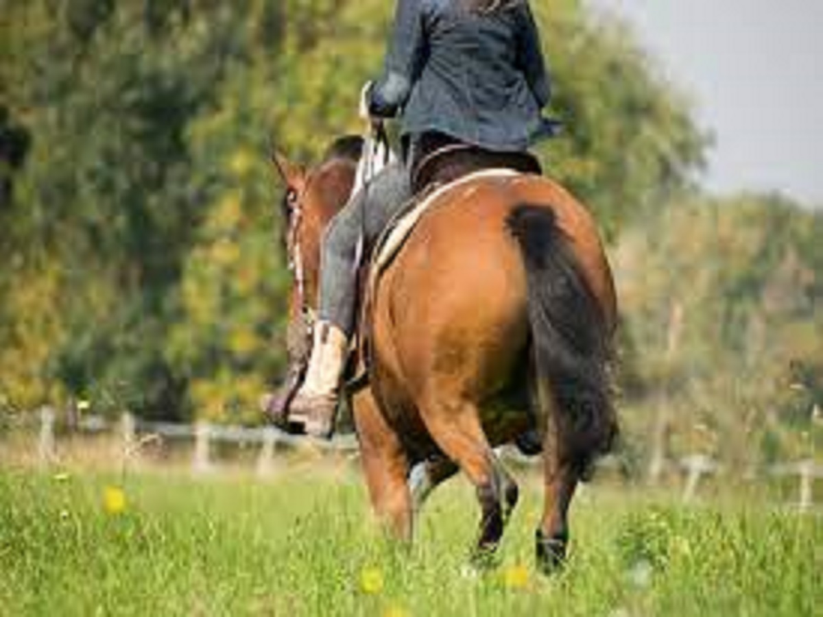 Horse_Riding_Apparel2