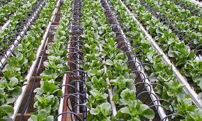 Micro_Irrigation_Systems_Market4
