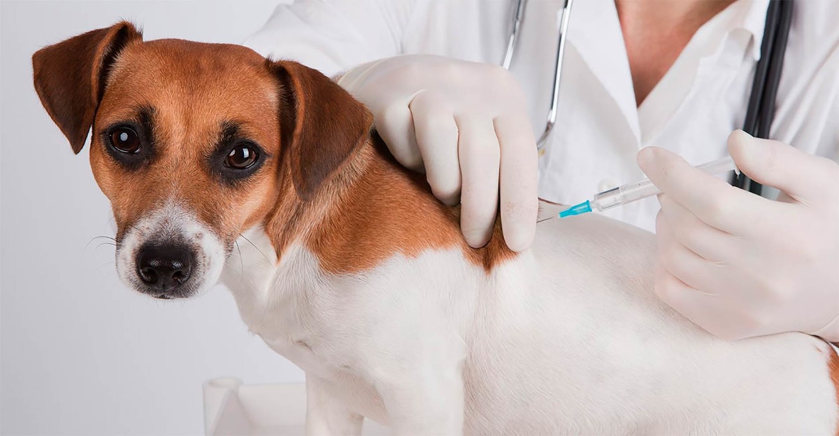 Middle_East_Veterinary_Vaccine_Industry