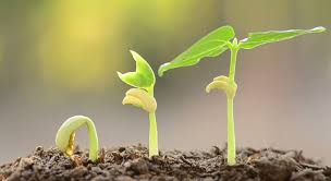 Plant_Growth_Regulators