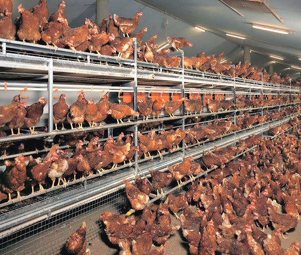 Poultry-Keeping-Machinery