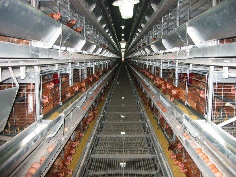 Poultry_Keeping_Machinery