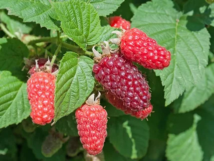 Rubus_Fructicosus_(Blackberry)_Seed_Market