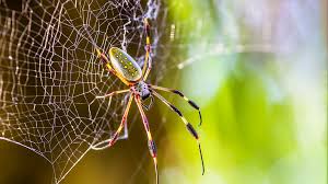 Synthetic_Spider_Silk1