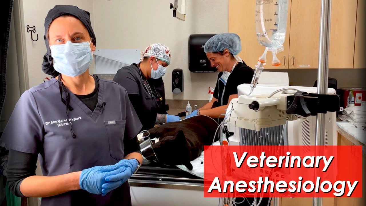 Veterinary_Anesthesia_Drugs