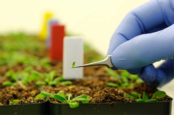 Agricultural_Nanotechnology