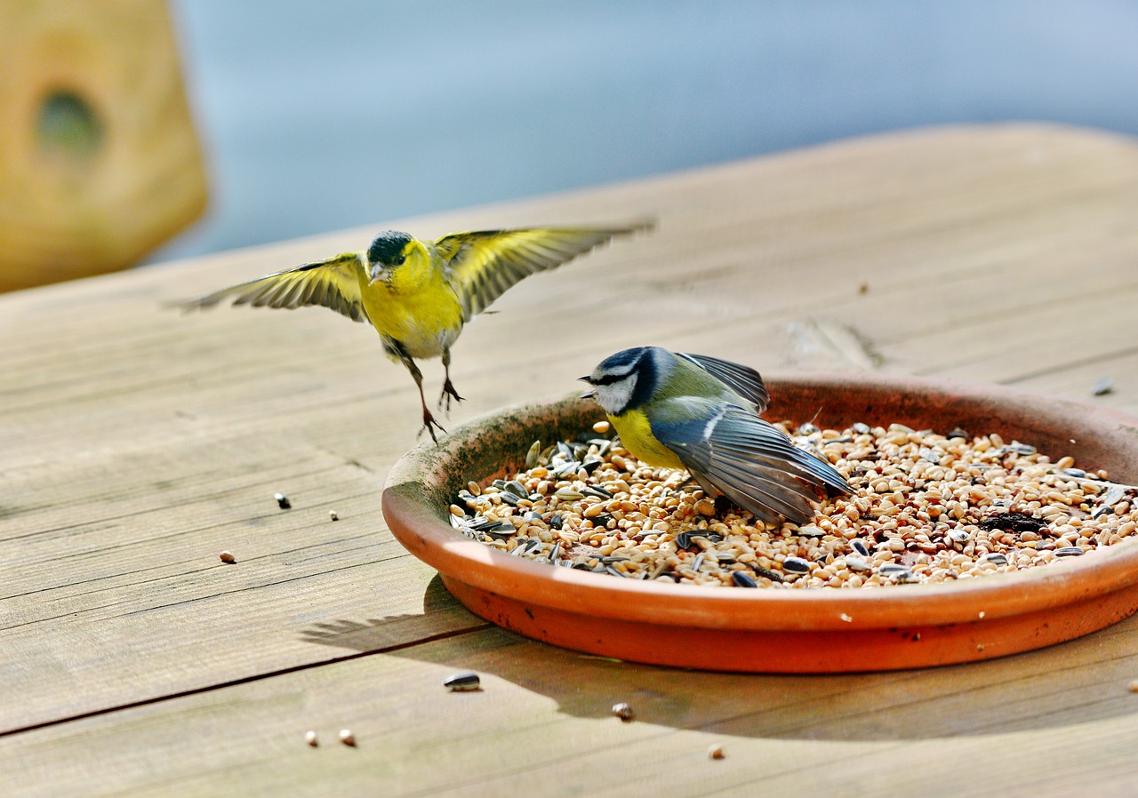 Bird_food