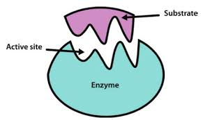 Enzyme_Substrates