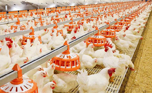 Poultry_Farming_Equipment