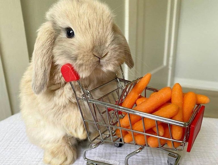 Rabbit_Market