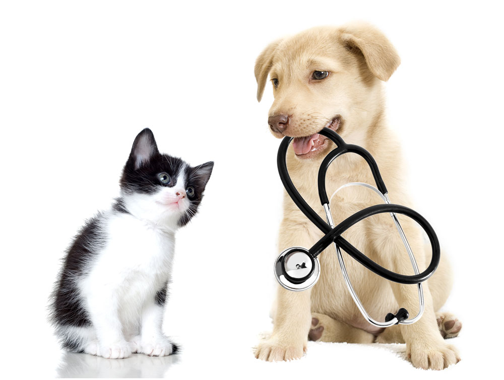 puppy-and-kitten-online-pet-pharmacy